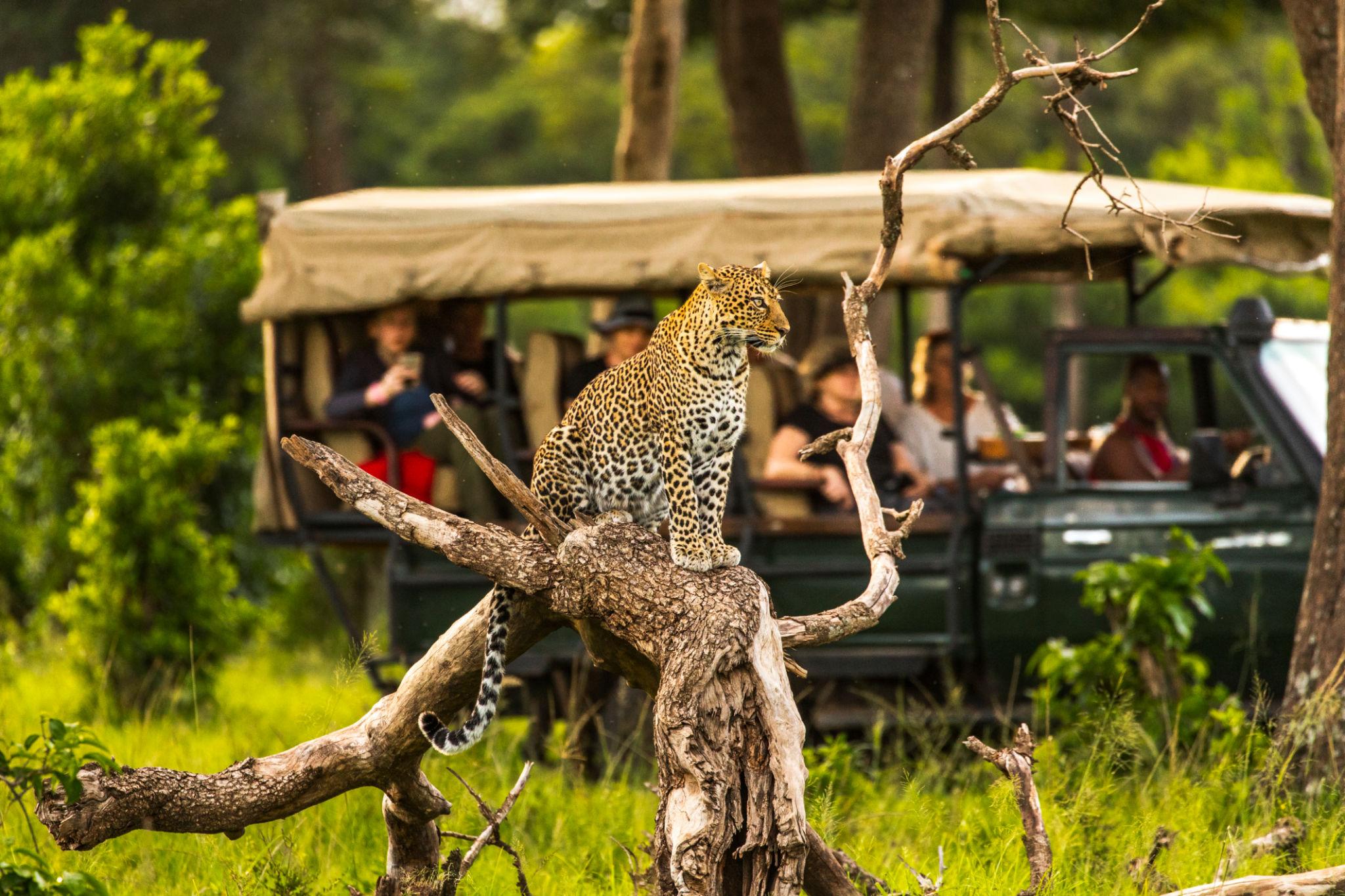 Plush Explorer