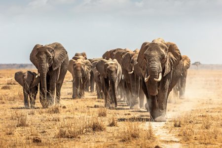 Kenya Safari vs Beach Holiday: Which Should You Choose?