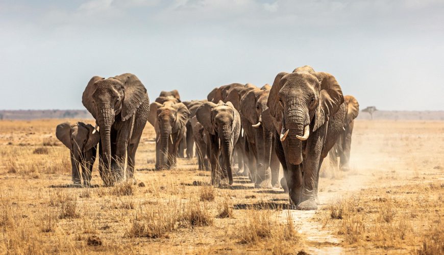 Kenya Safari vs Beach Holiday: Which Should You Choose?