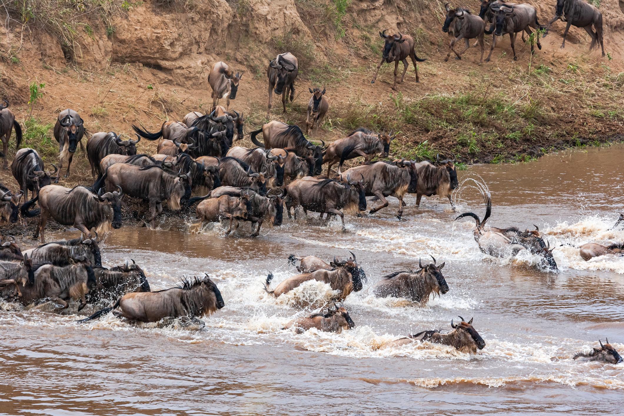 Maasai Mara