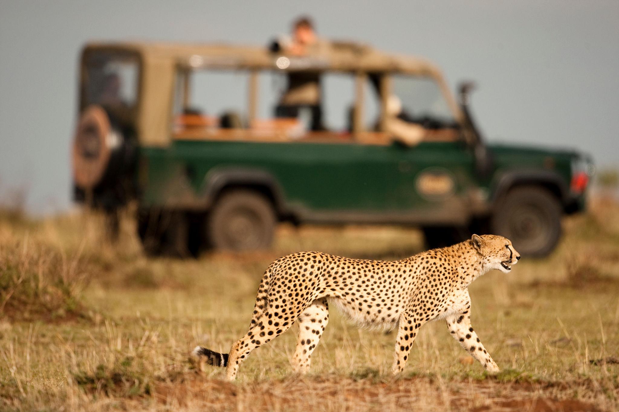 The Ultimate Kenya Safari & Beach Holiday: From Maasai Mara to the Coast